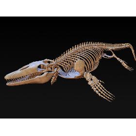 Mosasaurus Skeleton model